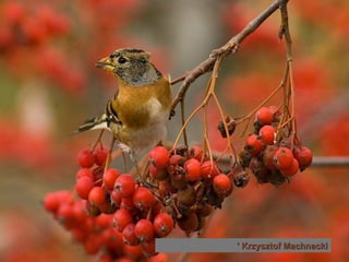 Krzysztof Machnacki '  
