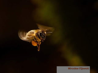 Mirosław   Kijewski 