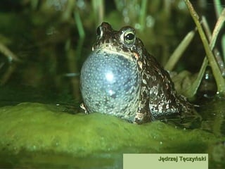 Jędrzej Tęczyński   