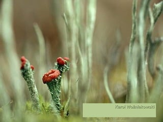 Karol Woźniakowski  ''   