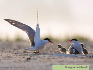 Grzegorz Leśniewski   
