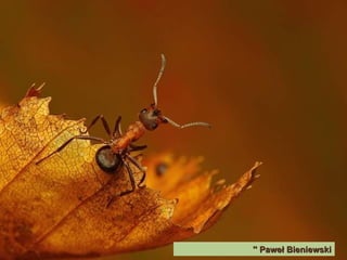 Paweł Bieniewski ''  