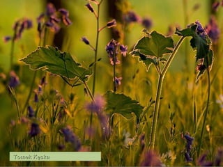 Tomek Kęska   
