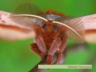 Elzbieta "Papraczek" 