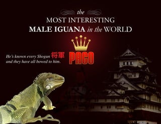 Naughty Male Iguana - PACO Slide 5