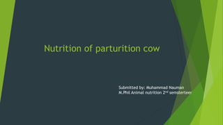 Nutrition of parturition cow
Submitted by: Muhammad Nauman
M.Phil Animal nutrition 2nd semsterteer
 