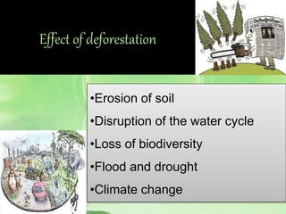 Effect of deforestation
•Erosion of soil
•Disruption of the water cycle
•Loss of biodiversity
•Flood and drought
•Climate change
 
