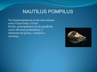 NAUTILUS POMPILUS
Viu fonamentalment en els mars situats
entre l'Oceà Índic i l'Oceà
Pacífic, principalment en els esculls de
coral i diverses profunditats. S’
alimenten de peixos, crustacis o
carronya.
 