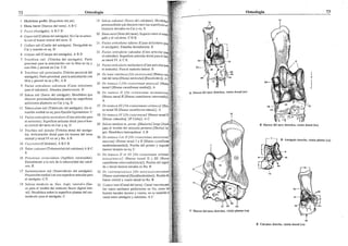 NAV - Nomenclatura anatómica veterinaria ilustrada.pdf