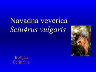 Navadna veverica Sciu4rus vulgaris   Boštjan Čerin 9. a 