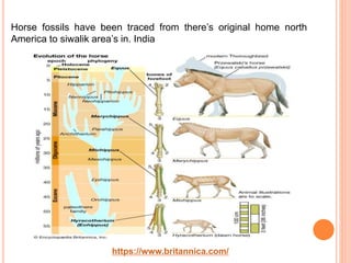 https://www.britannica.com/
Horse fossils have been traced from there’s original home north
America to siwalik area’s in. India
 