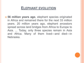 ELEPHANT EVOLUTION
 56 million years ago, elephant species originated
in Africa and remained there for the next 33 million
years. 20 million years ago, elephant ancestors
spread across land bridges from Africa to Europe to
Asia. ... Today, only three species remain in Asia
and Africa. Many of them lived—and died—in
Nebraska.
 