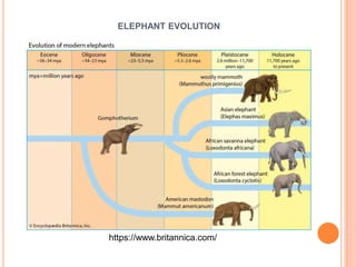https://www.britannica.com/
ELEPHANT EVOLUTION
 