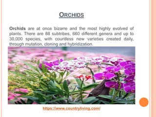 ORCHIDS
https://www.countryliving.com/
Orchids are at once bizarre and the most highly evolved of
plants. There are 88 subtribes, 660 different genera and up to
30,000 species, with countless new varieties created daily,
through mutation, cloning and hybridization.
 