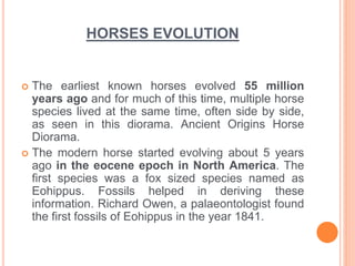 HORSES EVOLUTION
 The earliest known horses evolved 55 million
years ago and for much of this time, multiple horse
species lived at the same time, often side by side,
as seen in this diorama. Ancient Origins Horse
Diorama.
 The modern horse started evolving about 5 years
ago in the eocene epoch in North America. The
first species was a fox sized species named as
Eohippus. Fossils helped in deriving these
information. Richard Owen, a palaeontologist found
the first fossils of Eohippus in the year 1841.
 