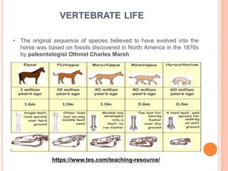 VERTEBRATE LIFE
https://www.tes.com/teaching-resource/
• The original sequence of species believed to have evolved into the
horse was based on fossils discovered in North America in the 1870s
by paleontologist Othniel Charles Marsh
 