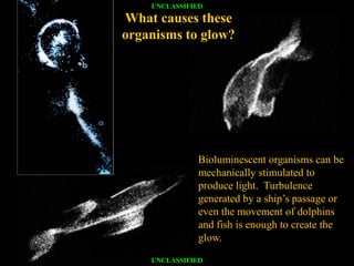UNCLASSIFIED

What causes these
organisms to glow?




              Bioluminescent organisms can be
              mechanically stimulated to
              produce light. Turbulence
              generated by a ship’s passage or
              even the movement of dolphins
              and fish is enough to create the
              glow.

    UNCLASSIFIED
 