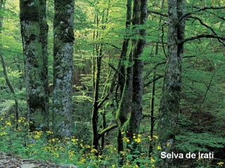 Selva de Irati
 