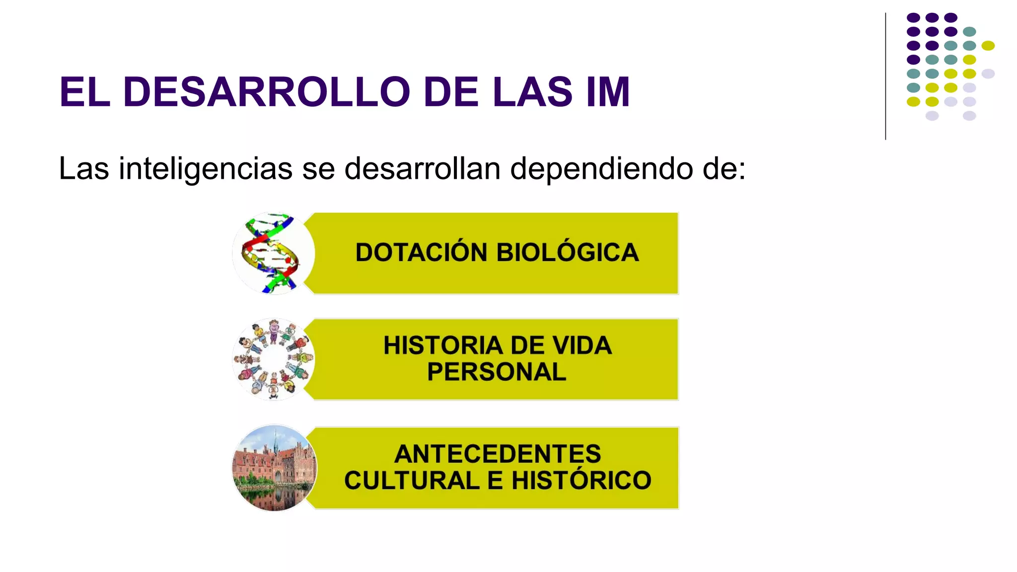 EL DESARROLLO DE LAS IM
Las inteligencias se desarrollan dependiendo de:
 