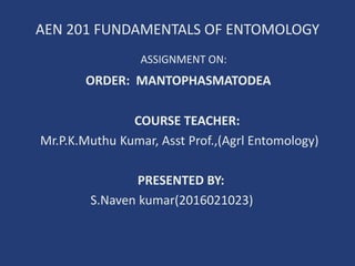 AEN 201 FUNDAMENTALS OF ENTOMOLOGY
ASSIGNMENT ON:
ORDER: MANTOPHASMATODEA
COURSE TEACHER:
Mr.P.K.Muthu Kumar, Asst Prof.,(Agrl Entomology)
PRESENTED BY:
S.Naven kumar(2016021023)
 
