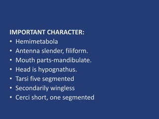 IMPORTANT CHARACTER:
• Hemimetabola
• Antenna slender, filiform.
• Mouth parts-mandibulate.
• Head is hypognathus.
• Tarsi five segmented
• Secondarily wingless
• Cerci short, one segmented
 