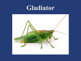Gladiator
 
