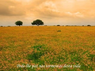 Pede-lhe paz nas tormentas desta vida
 