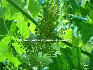 Formatação: o caçador de imagens
 
