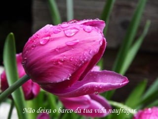 Não deixa o barco da tua vida naufragar
 