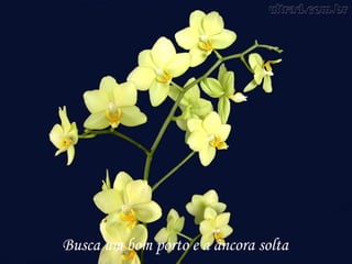 Busca um bom porto e a âncora solta
 