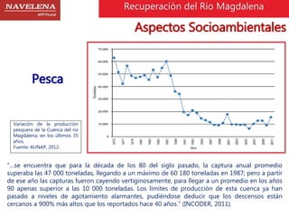 Recuperación del Rio Magdalena 
Pesca 
Variación de la producción 
pesquera de la Cuenca del río 
Magdalena, en los últimos 35 
años. 
Fuente: AUNAP, 2012: 
Aspectos Socioambientales 
“…se encuentra que para la década de los 80 del siglo pasado, la captura anual promedio 
superaba las 47 000 toneladas, llegando a un máximo de 60 180 toneladas en 1987; pero a partir 
de ese año las capturas fueron cayendo vertiginosamente, para llegar a un promedio en los años 
90 apenas superior a las 10 000 toneladas. Los límites de producción de esta cuenca ya han 
pasado a niveles de agotamiento alarmantes, pudiéndose deducir que los descensos están 
cercanos a 900% más altos que los reportados hace 40 años.” (INCODER, 2011). 
 
