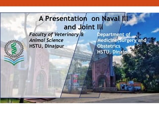 A Presentation on Naval Ill
and Joint Ill
Faculty of Veterinary &
Animal Science
HSTU, Dinajpur
Department of
Medicine,Surgery and
Obstetrics
HSTU, Dinajpur
 