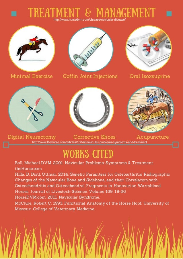 horses navicular horses navicular