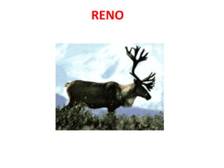 RENO
 