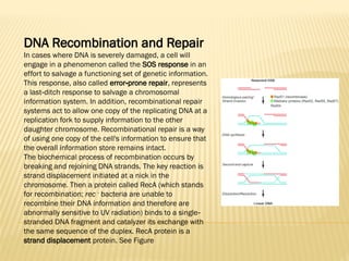NAVIN SAHU DNA DAMAGE REPAIR.pptx