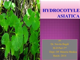 BY
Dr. Navita Bagdi
M.D Part 2nd
Dept. OF Materia Medica
Batch- 2014
 