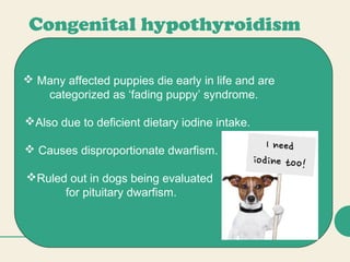 Congenital hypothyroidism
 Many affected puppies die early in life and are
categorized as ‘fading puppy’ syndrome.
Also due to deficient dietary iodine intake.
 Causes disproportionate dwarfism.
Ruled out in dogs being evaluated
for pituitary dwarfism.
 