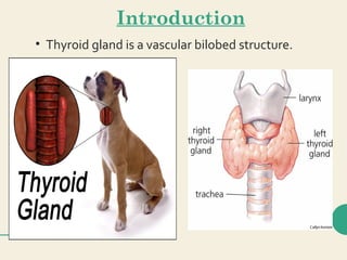 Introduction
• Thyroid gland is a vascular bilobed structure.
 