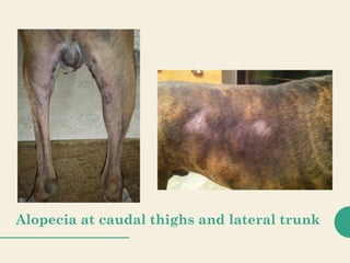 Alopecia at caudal thighs and lateral trunk
 