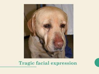 Tragic facial expression
 