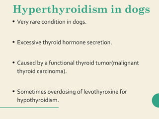 Hyperthyroidism in dogs
• Very rare condition in dogs.
• Excessive thyroid hormone secretion.
• Caused by a functional thyroid tumor(malignant
thyroid carcinoma).
• Sometimes overdosing of levothyroxine for
hypothyroidism.
 