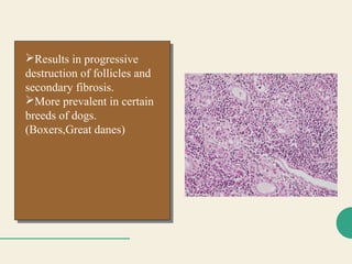 fgggghh
Results in progressive
destruction of follicles and
secondary fibrosis.
More prevalent in certain
breeds of dogs.
(Boxers,Great danes)
Results in progressive
destruction of follicles and
secondary fibrosis.
More prevalent in certain
breeds of dogs.
(Boxers,Great danes)
 