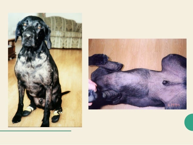 overactive thyroid in dogs