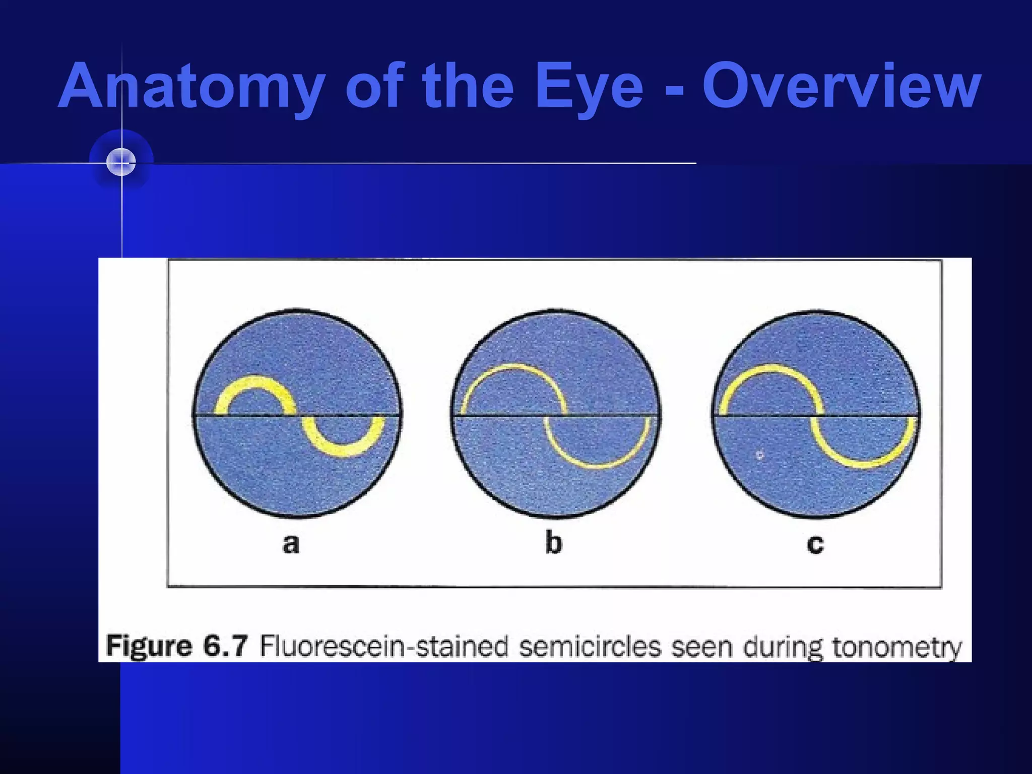 Anatomy of the Eye - Overview
 