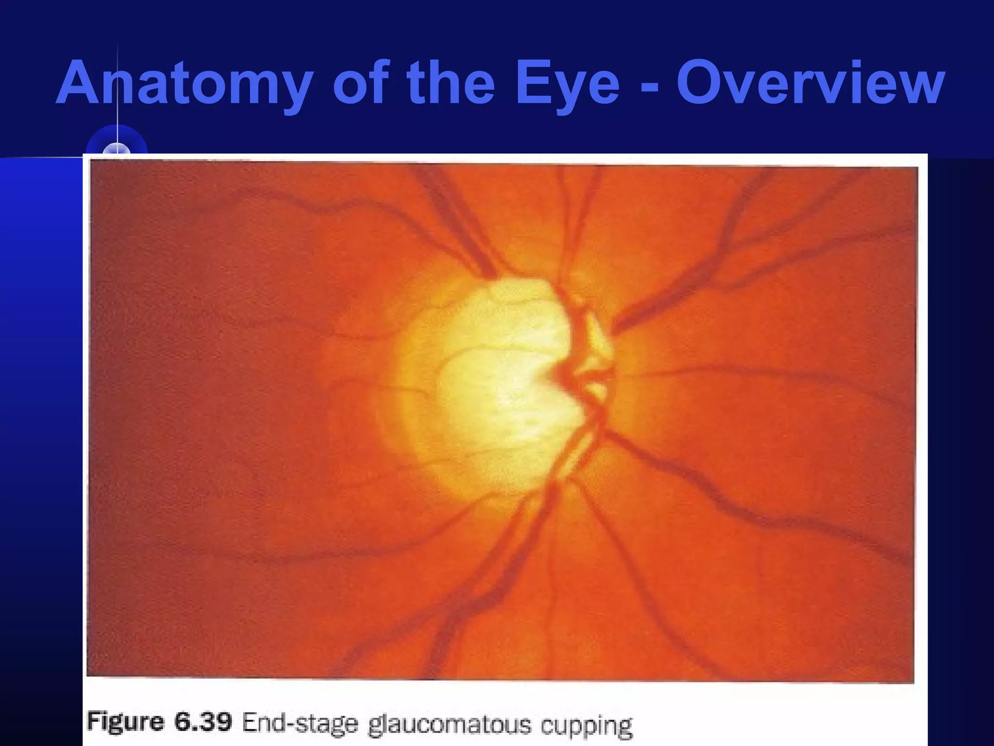 Anatomy of the Eye - Overview
 