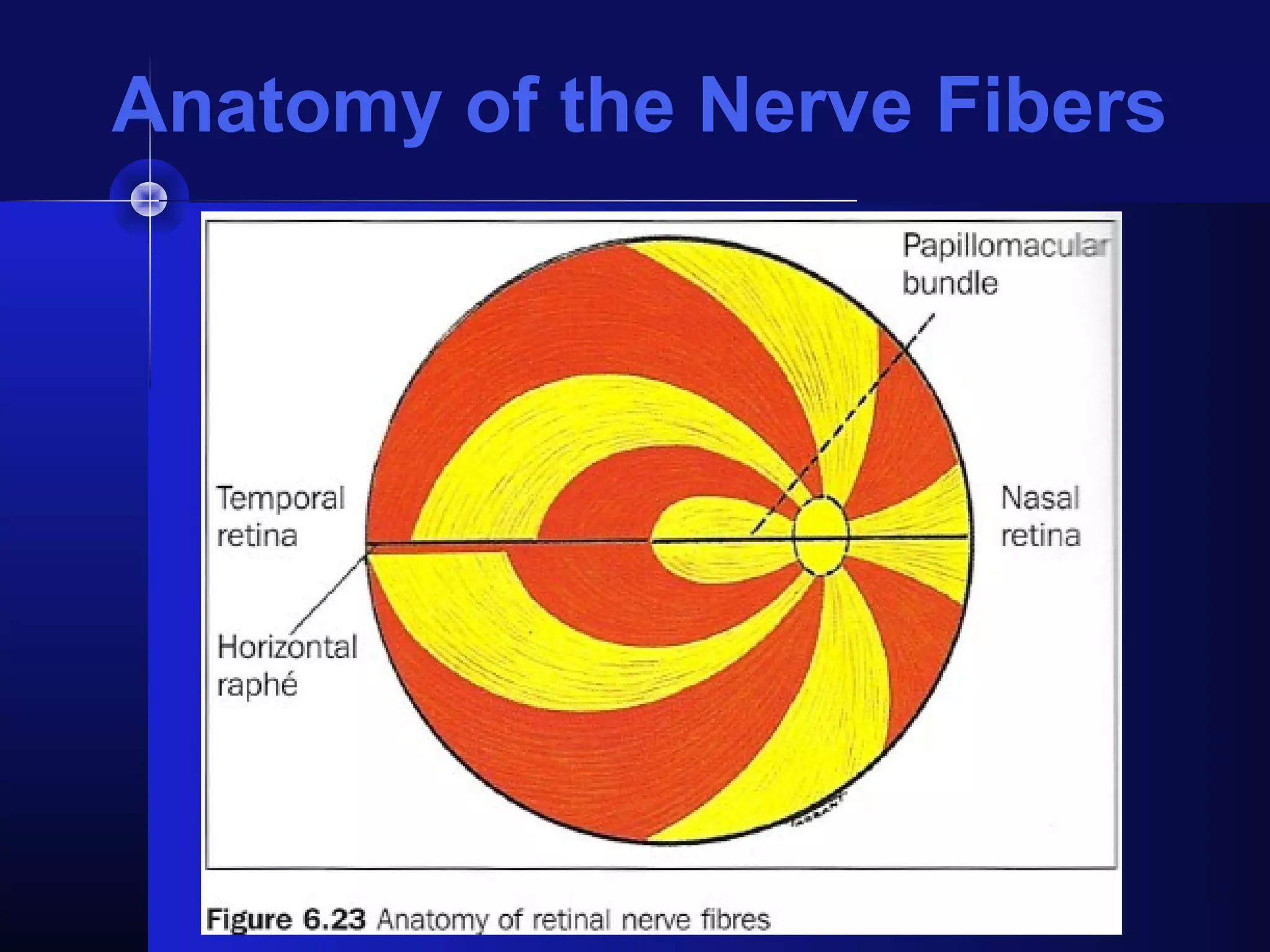 Anatomy of the Nerve Fibers
 