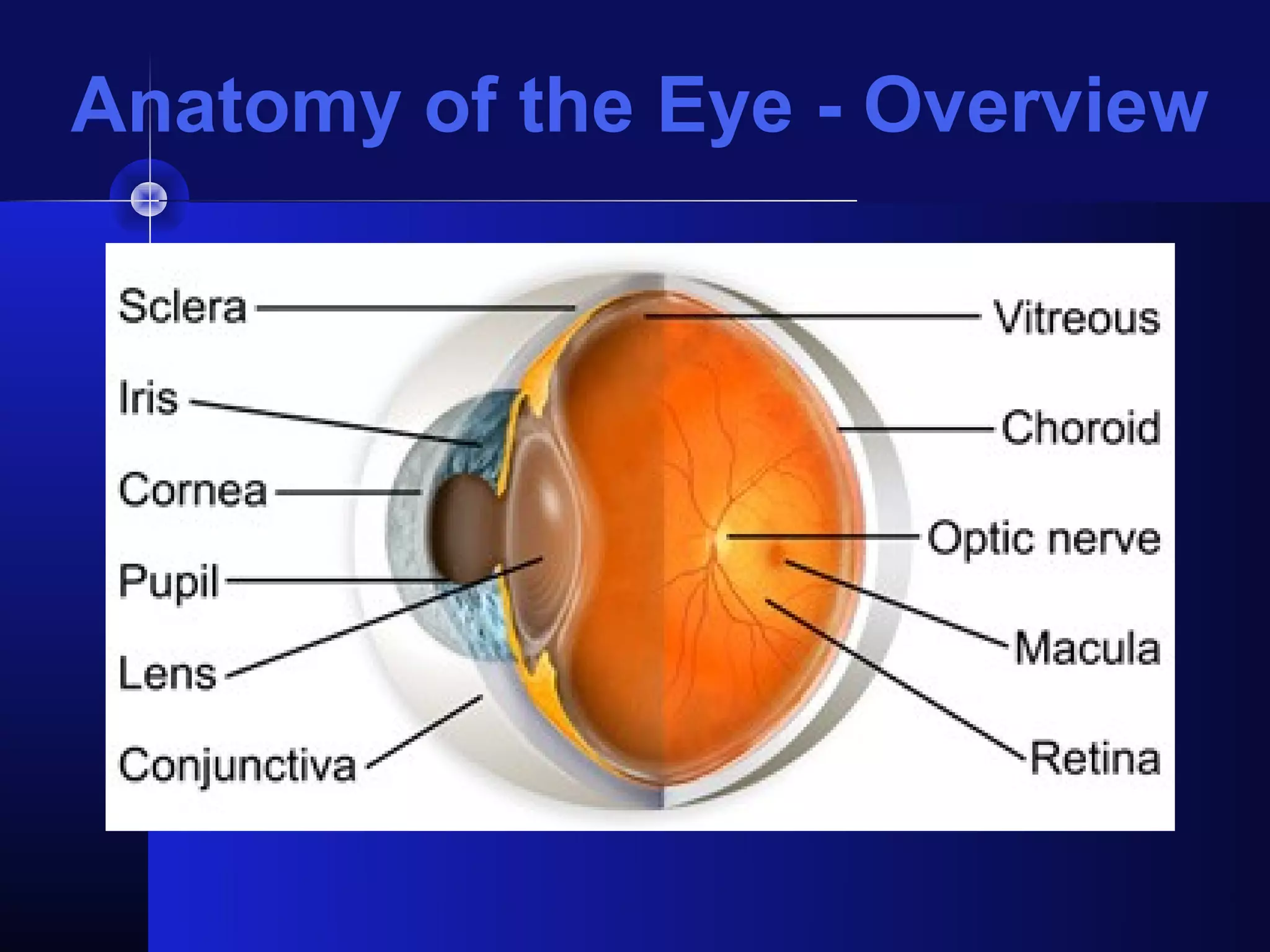 Anatomy of the Eye - Overview
 