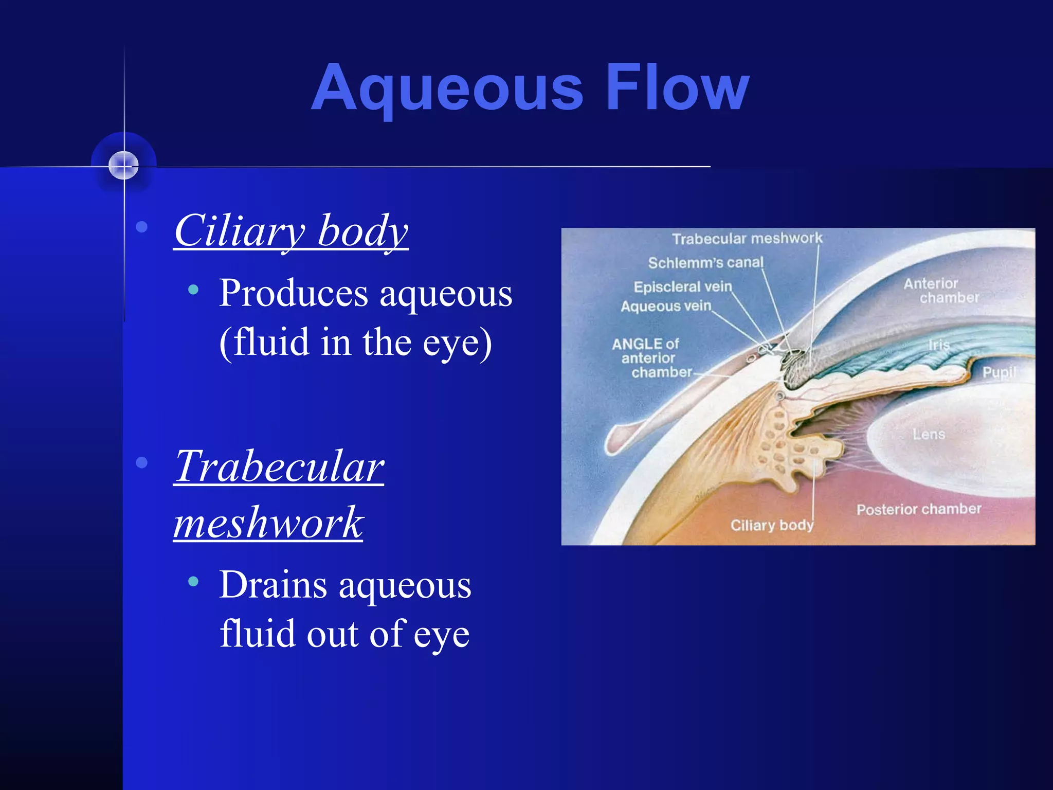 Aqueous Flow

• Ciliary body
  • Produces aqueous
    (fluid in the eye)


• Trabecular
  meshwork
  • Drains aqueous
    fluid out of eye
 