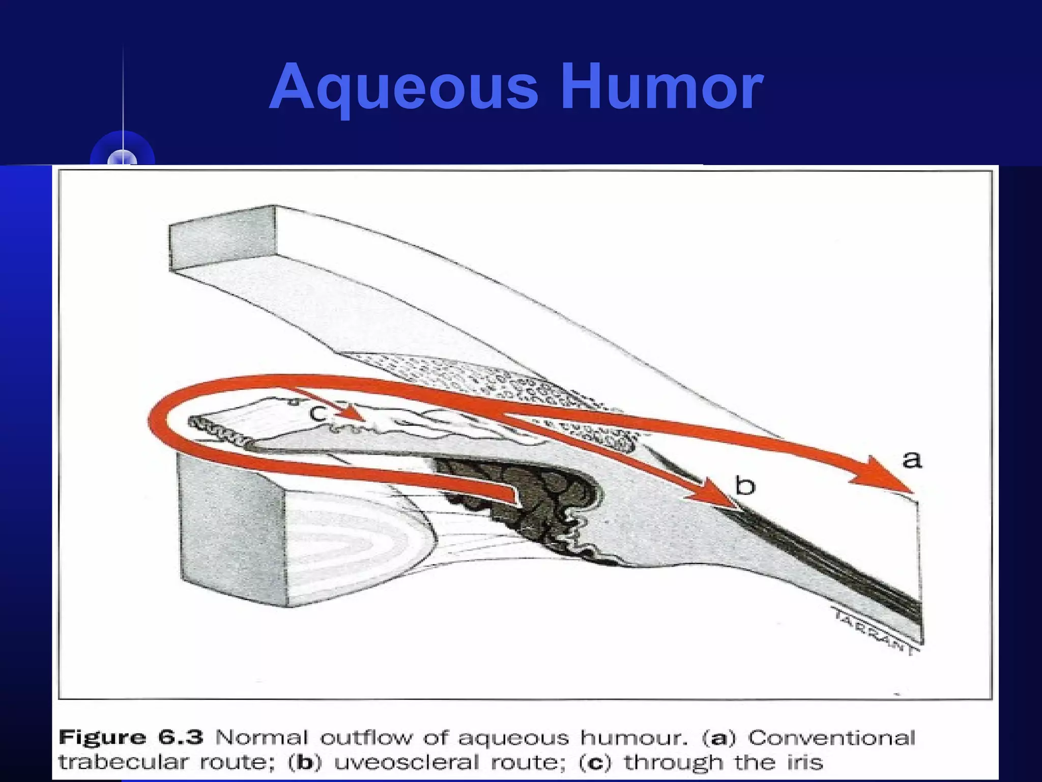Aqueous Humor
 