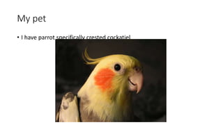 My pet
• I have parrot specifically crested cockatiel
 
